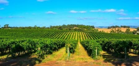 Locum in Barossa Valley