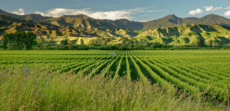 Doctor jobs in Blenheim