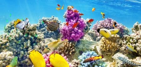 Doctor careers Queensland