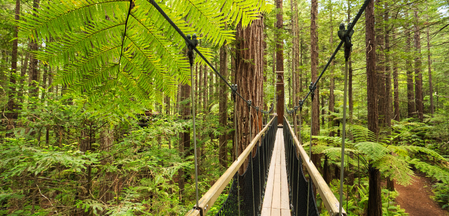 Rainforest locum work